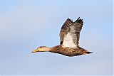 Mottled Duck